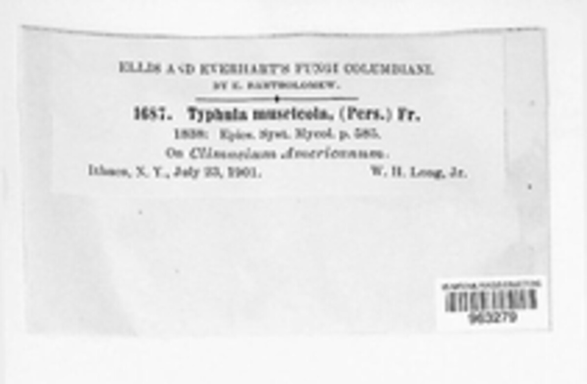 Typhula muscicola image